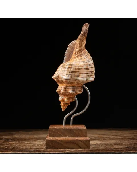 Conchiglia Pleuroploca Trapezium