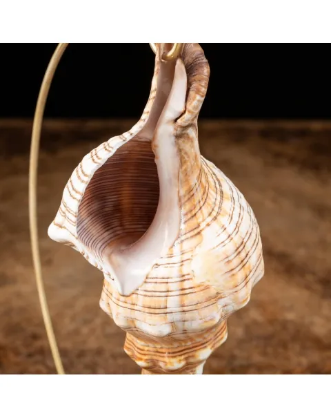 Pleuroploca Trapezium su Base
