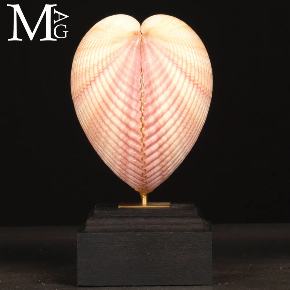 Maoricardium Pseudolima (Lamarck, 1819) – Bivalve