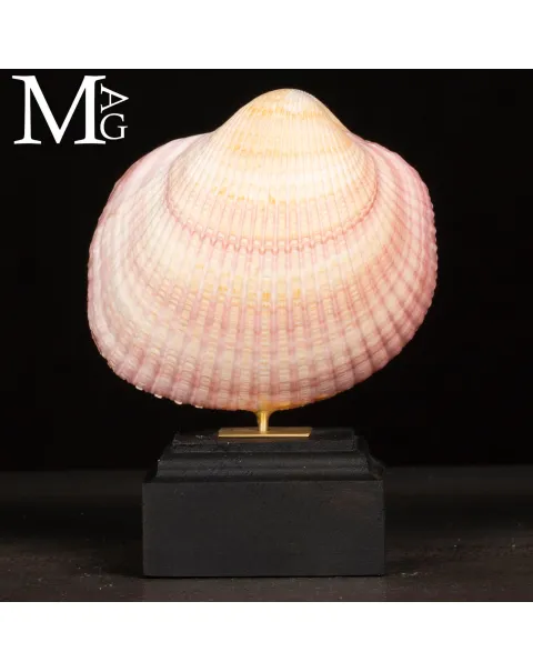 Maoricardium Pseudolima (Lamarck, 1819) – Bivalve