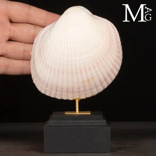 Il Cuore del Mare – Maoricardium Pseudolima