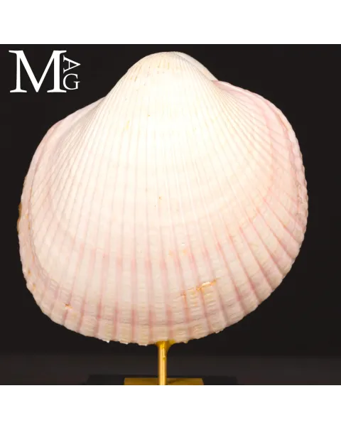 Il Cuore del Mare – Maoricardium Pseudolima