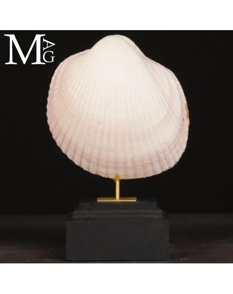 Il Cuore del Mare – Maoricardium Pseudolima