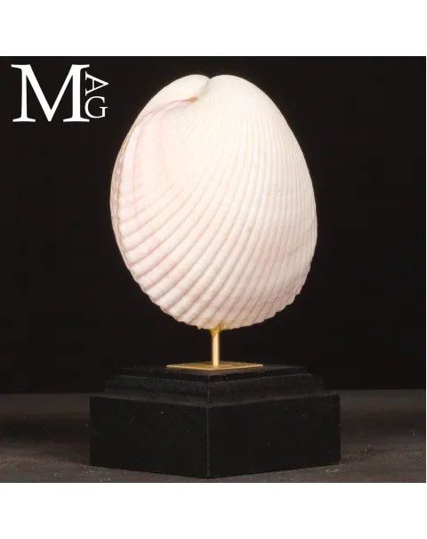 Il Cuore del Mare – Maoricardium Pseudolima