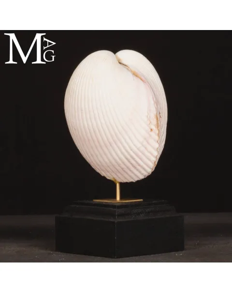 Il Cuore del Mare – Maoricardium Pseudolima