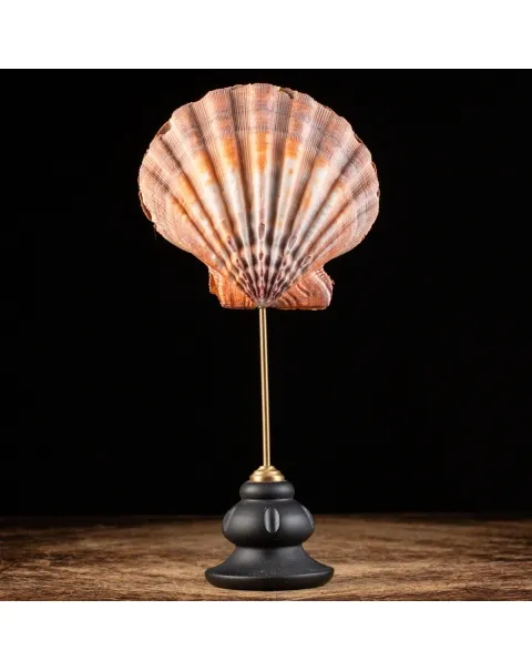 Pecten Subnodosus su Piedistallo