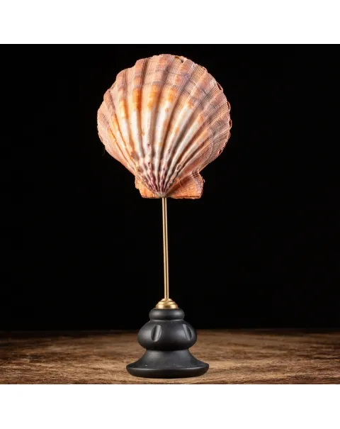 Pecten Subnodosus su Piedistallo
