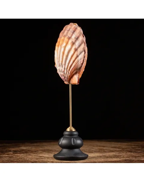 Pecten Subnodosus su Piedistallo