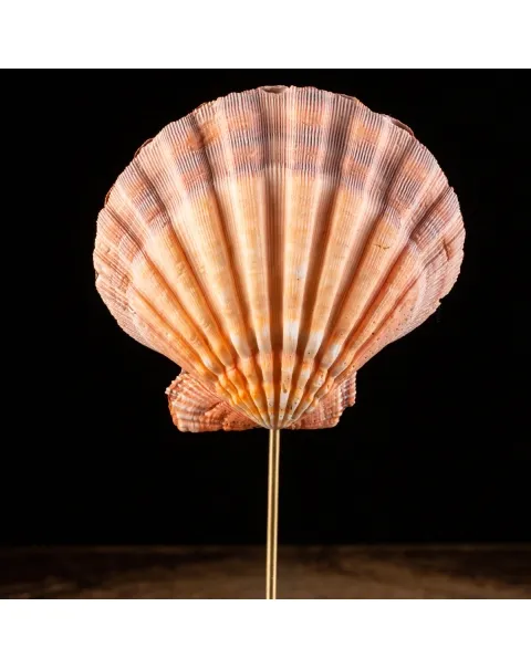 Pecten Subnodosus su Piedistallo