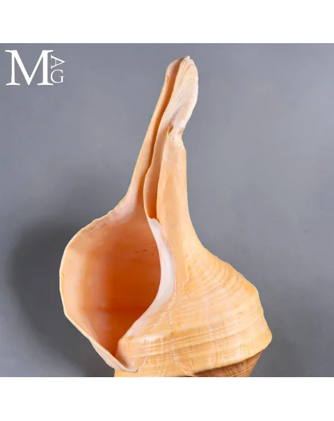 Grande conchiglia Syrinx Aruanus su base in marmo Portoro.