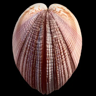 Antigona Magnifica