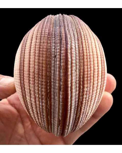 Antigona Magnifica