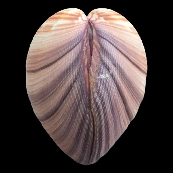 Antigona Magnifica