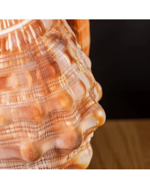 Cypraecassis Rufa: La Conchiglia del Cammeo.