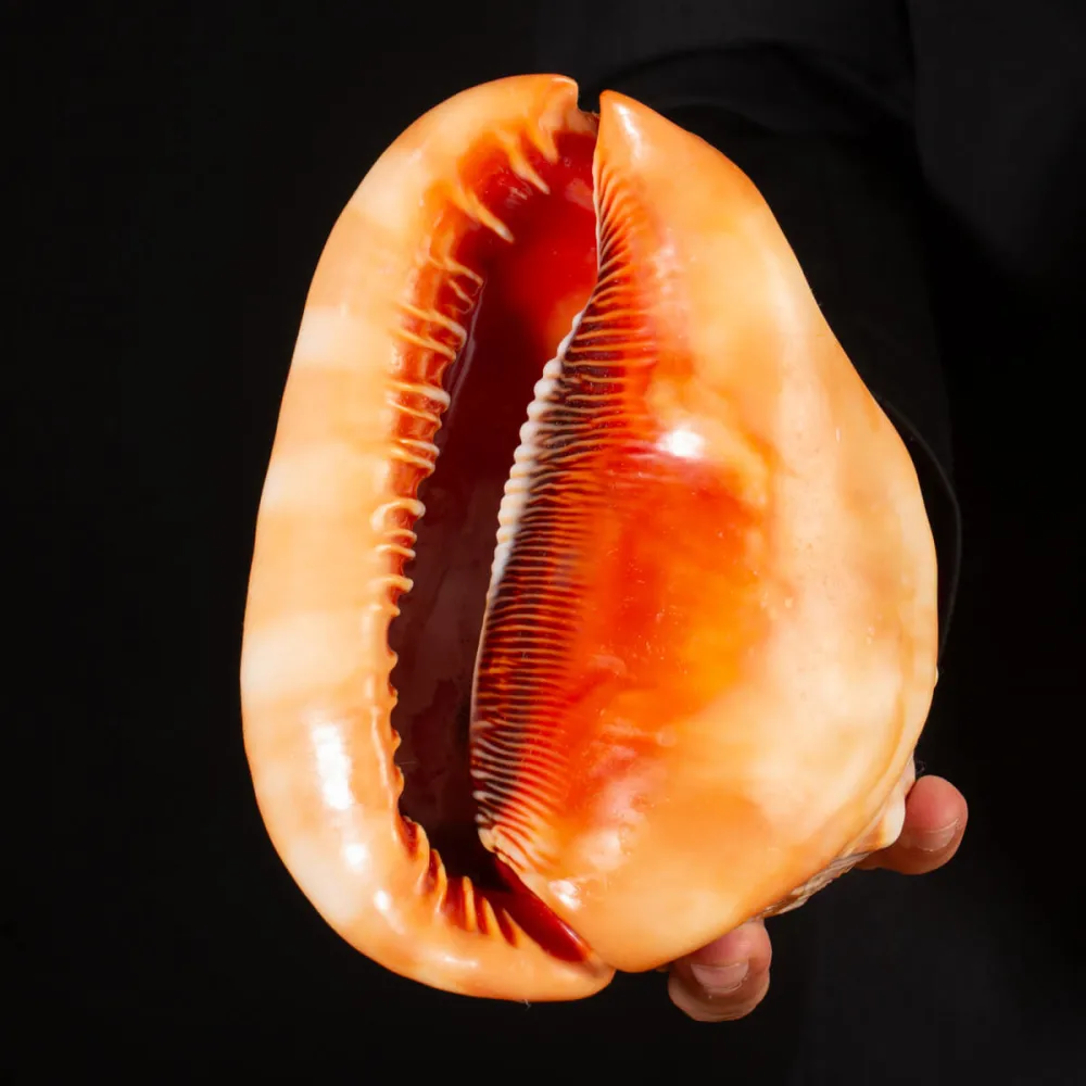 Cypraecassis Rufa: La Conchiglia del Cammeo.