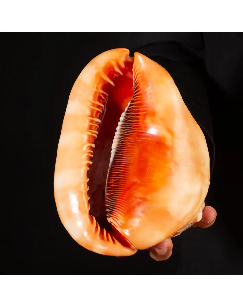Cypraecassis Rufa: La Conchiglia del Cammeo.