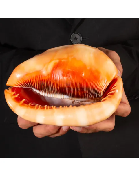 Cypraecassis Rufa: La Conchiglia del Cammeo.