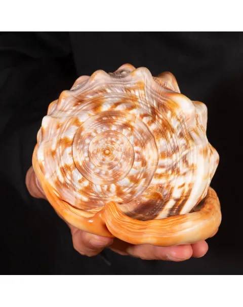 Cypraecassis Rufa: La Conchiglia del Cammeo.
