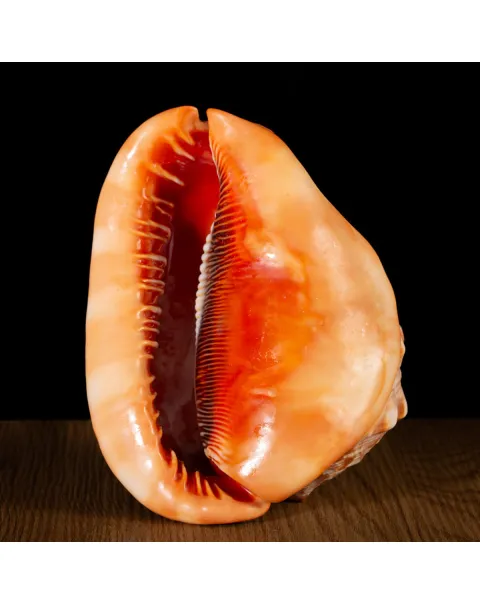 Cypraecassis Rufa: La Conchiglia del Cammeo.