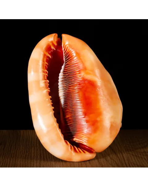Cypraecassis Rufa: La Conchiglia del Cammeo.