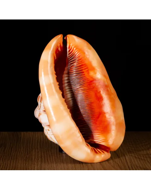 Cypraecassis Rufa: La Conchiglia del Cammeo.
