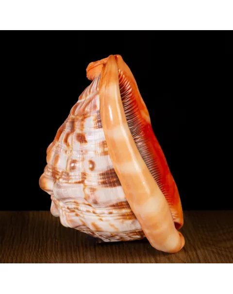 Cypraecassis Rufa: La Conchiglia del Cammeo.