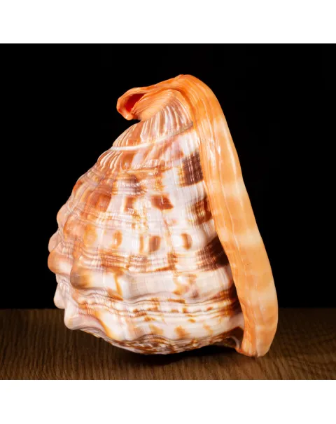 Cypraecassis Rufa: La Conchiglia del Cammeo.