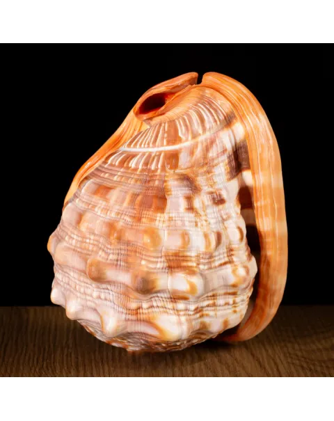 Cypraecassis Rufa: La Conchiglia del Cammeo.