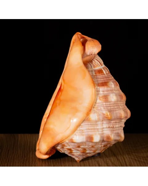 Cypraecassis Rufa: La Conchiglia del Cammeo.