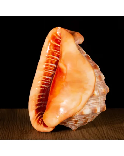 Cypraecassis Rufa: La Conchiglia del Cammeo.