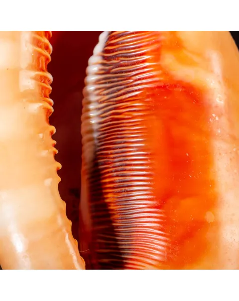 Cypraecassis Rufa: La Conchiglia del Cammeo.