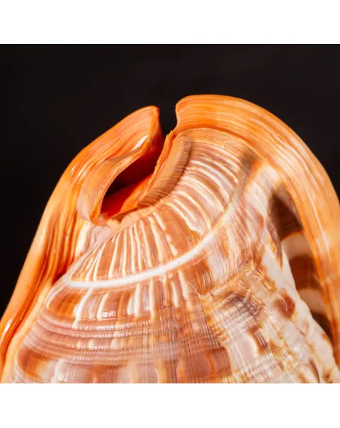 Cypraecassis Rufa: La Conchiglia del Cammeo.