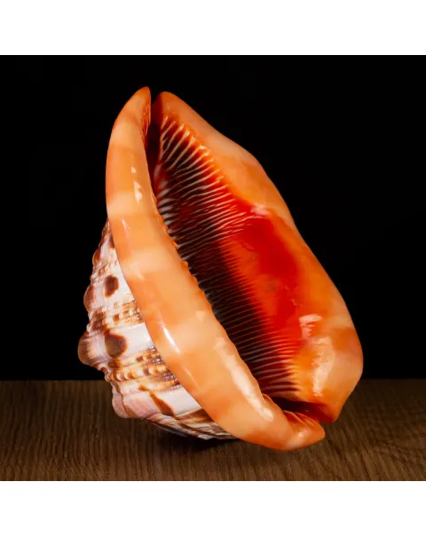 Cypraecassis Rufa: La Conchiglia Esotica per Collezionisti.