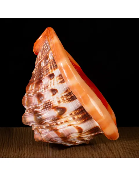 Cypraecassis Rufa: La Conchiglia Esotica per Collezionisti.
