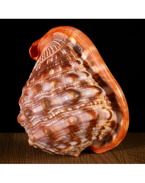 Cypraecassis Rufa: La Conchiglia Esotica per Collezionisti.