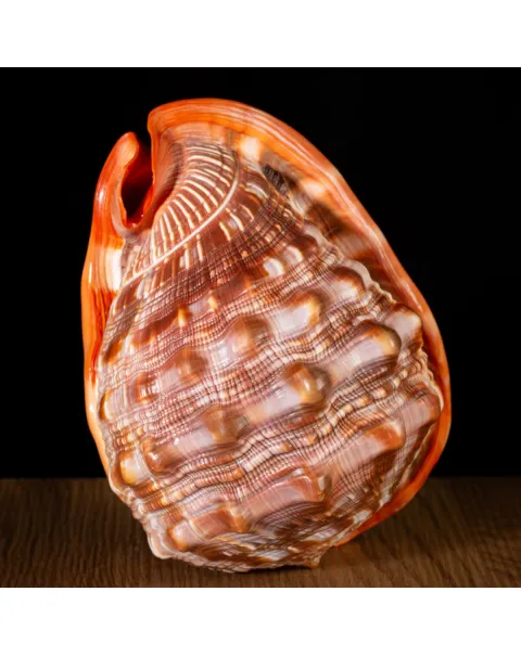 Cypraecassis Rufa: La Conchiglia Esotica per Collezionisti.
