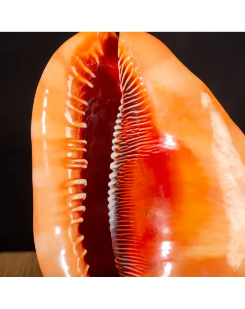 Cypraecassis Rufa: La Conchiglia Esotica per Collezionisti.