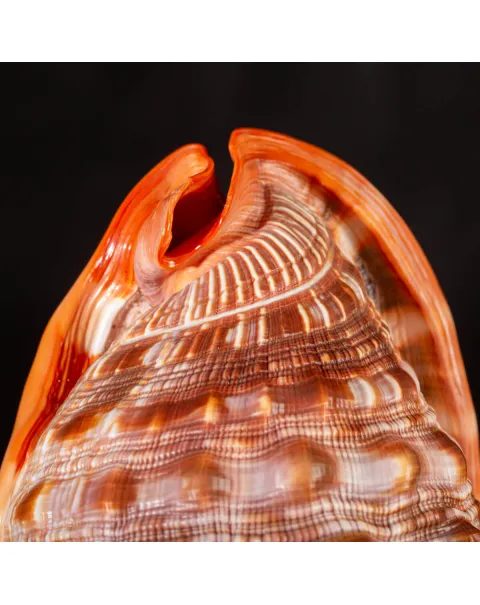 Cypraecassis Rufa: La Conchiglia Esotica per Collezionisti.