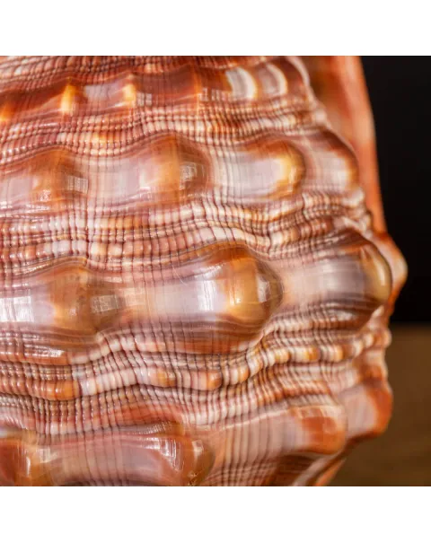 Cypraecassis Rufa: La Conchiglia Esotica per Collezionisti.