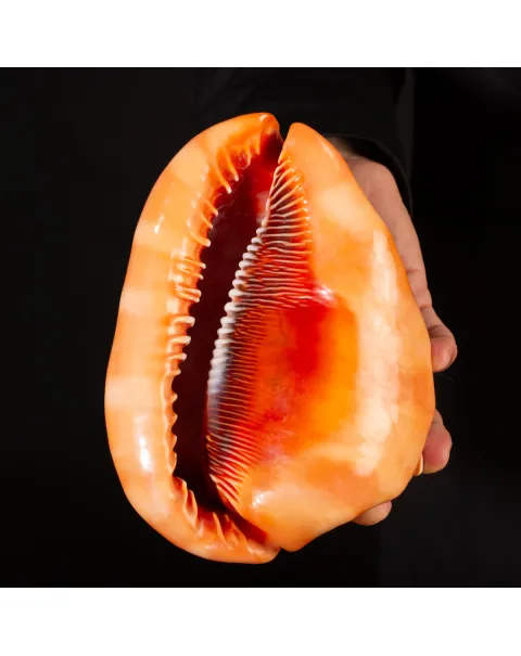Cypraecassis Rufa: La Conchiglia Esotica per Collezionisti.