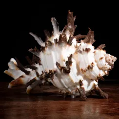 Muricidae. (130)