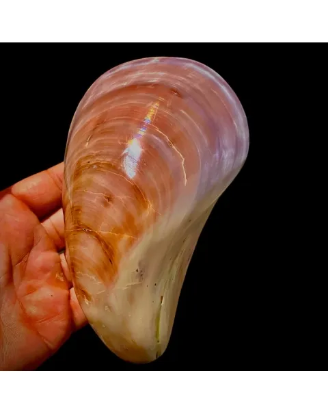 Stavelia Subdistorta