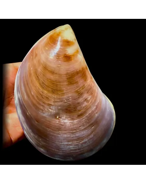 Stavelia Subdistorta