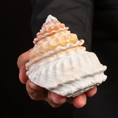 Megastraea Undosa con Opercolo.