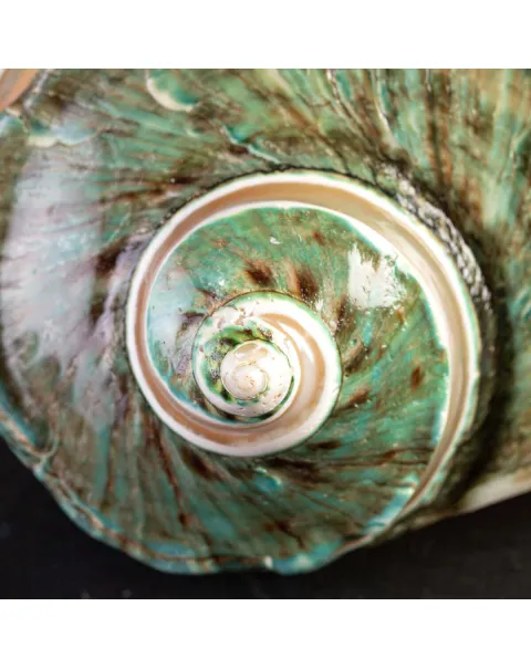 Turbo Marmoratus: Madreperla.