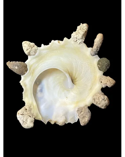 Xenophora Mekranensis Konoi