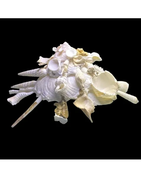 Xenophora Pallidula