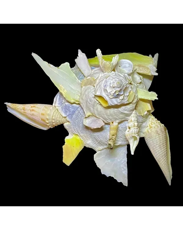 Xenophora Pallidula