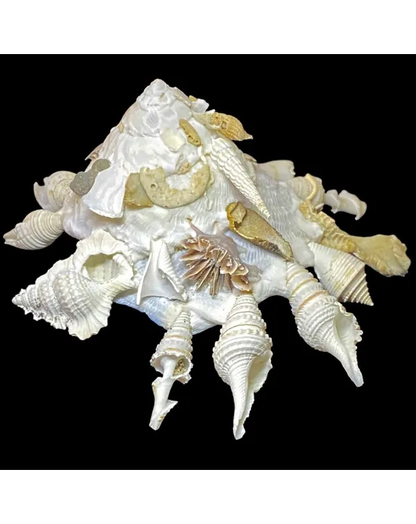 Xenophora Pallidula