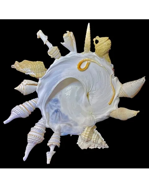 Xenophora Pallidula